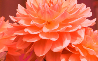 Оранжевые георгины