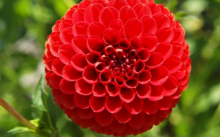 Цветок георгин красный