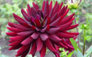 Цветок георгин