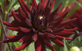 Георгин бордовый