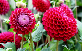 Цветы георгины