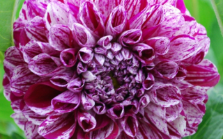 Георгин гибридный