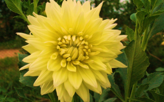 Георгин желтый