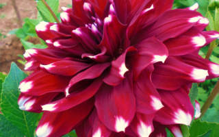 Георгин красивый цветок