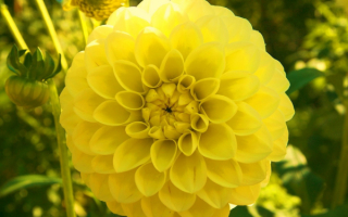 Георгин помпонный желтый