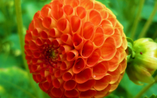 Георгин помпонный оранжевый