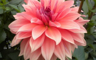 Георгин розовый