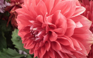 Нежно розовый георгин