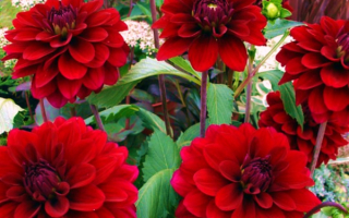 Георгины Карма Наоми