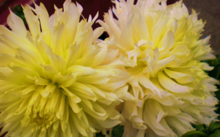 Георгины бахромчатые