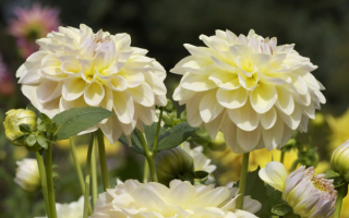 Георгины белые