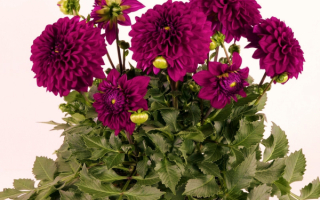 Георгины в букете