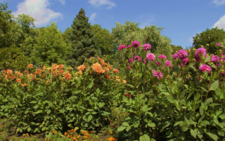 Георгины в саду