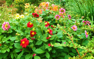 Георгины веселые ребята в саду