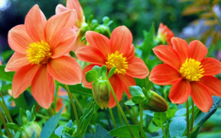 Георгины веселые ребята