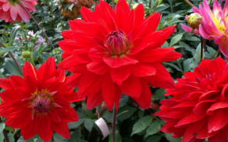 Георгины красные