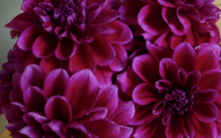 Георгины фиолетовые