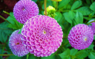 Георгины шаровидные фиолетовые