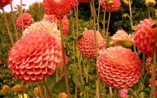 Георгины шаровидные