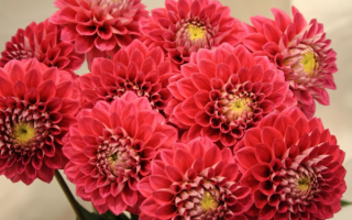 Красивые георгины