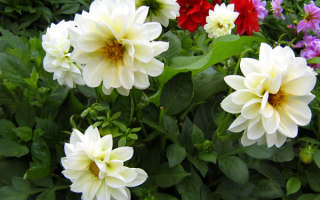 Георгины - цветы осенние