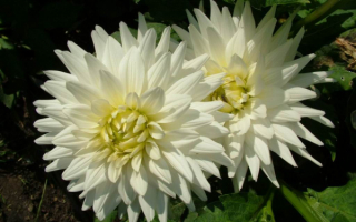 Георгины белые