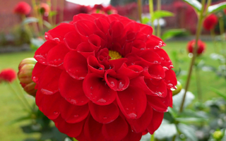 Красный георгин