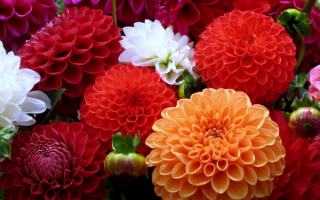 Георгины разноцветные