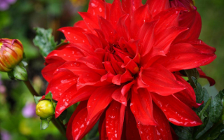 Георгин красный