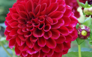 Георгин шаровидный