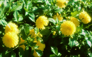 Желтые георгины