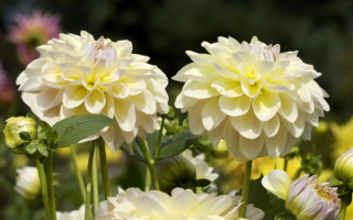 Белые крупные георгины