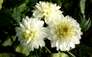 Белые нимфейные георгины