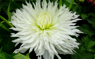 Георгин Алауна Кристалл