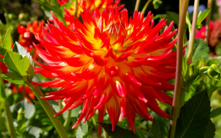 Георгин Дана