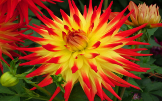 Георгин Кенора Сансет кактусный