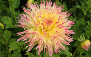 Георгин Хепет Перфект