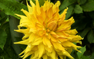 Георгин декоративный желтый