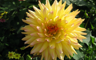 Георгин желто-розовый