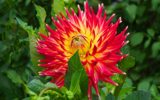 Георгин игольчатый