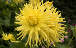 Георгин кактусовый желтый