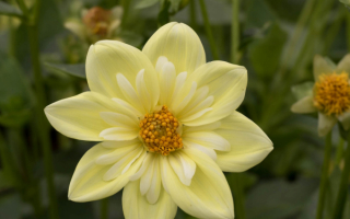 Георгин обыкновенный