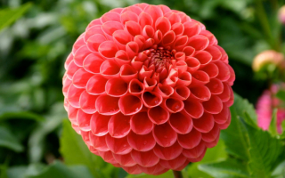 Георгин помпонный