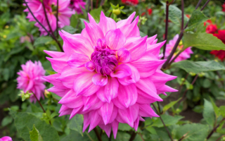 Георгин розовый