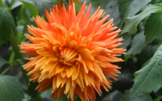 Георгина Винс Ацтек Голд