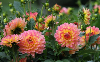 Георгина Геллери Пабло