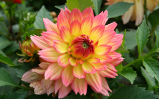 Георгина Грейсленд