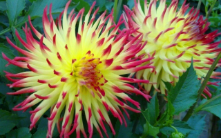 Георгина Джессика