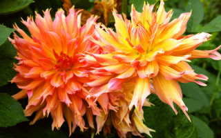 Георгина Фэрвей Спур