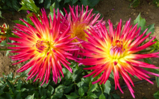 Георгина Хелен